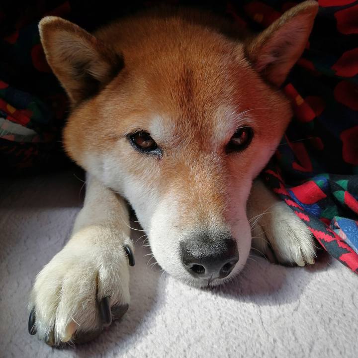 8f032cec 419c 4394 a5ef 9da602ed678b 1675746580462