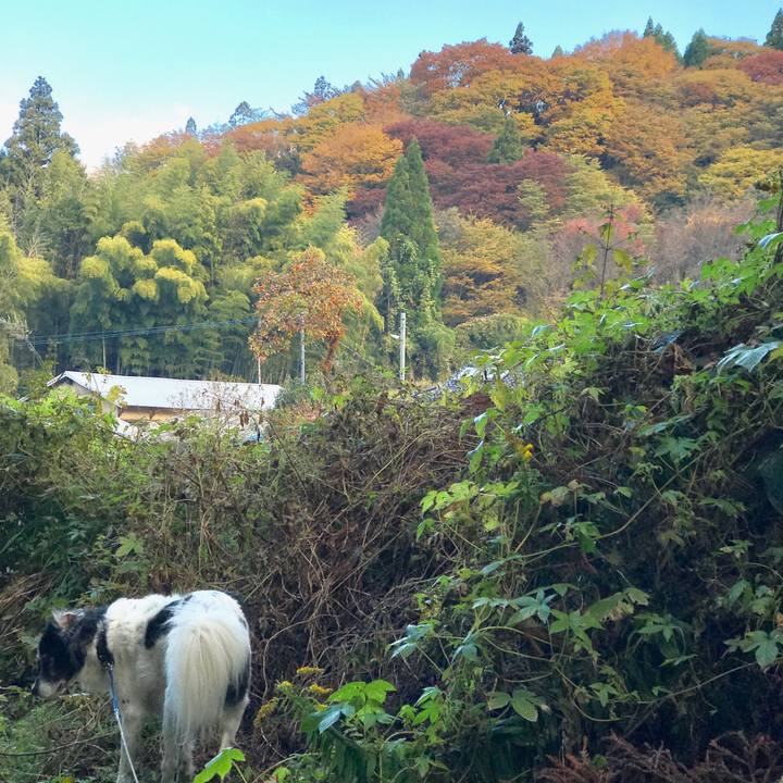 8f039be2 2d8c 4204 addf f4280e087c75 1541337966356