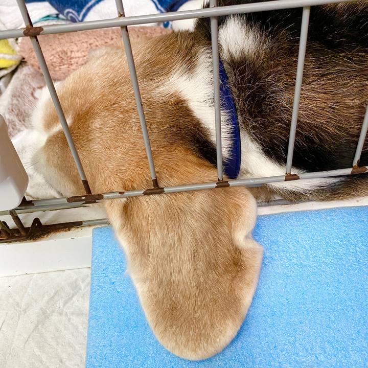 8f068210 37f5 4643 9d6f 8e2a2317907e 1589859073344