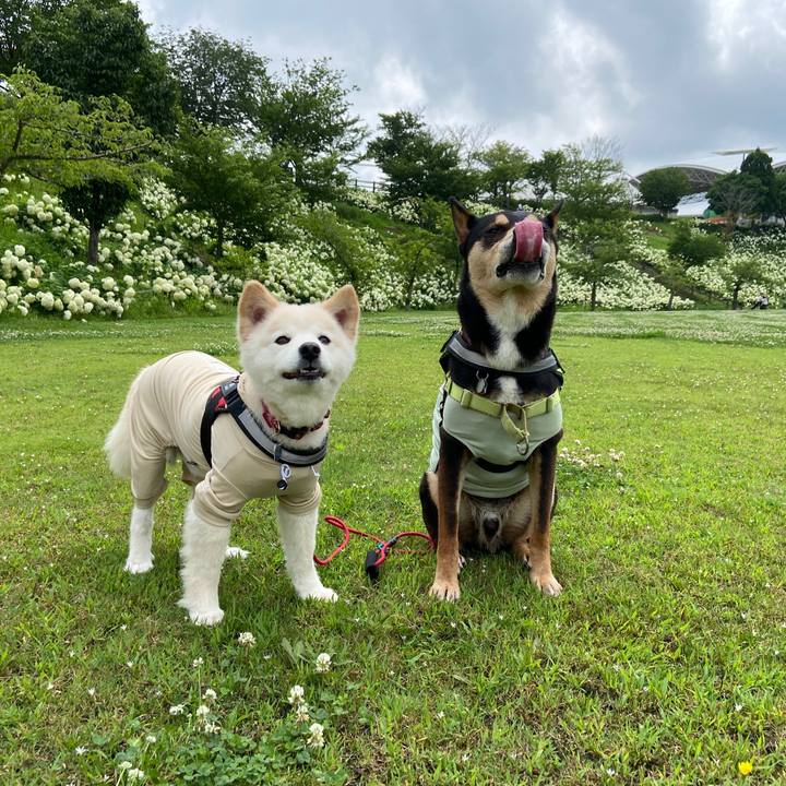 8f0818c7 58cd 4f3b 9ce8 1e372094b489 1688595530477