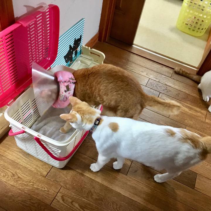 8f08ff8e 0767 45e7 838d 1c21fd5de2dd 1524958807719