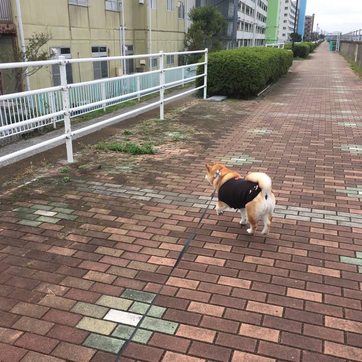 8f09d5b7 412b 4b9c a1e9 8ee18cc03478 1541563962636