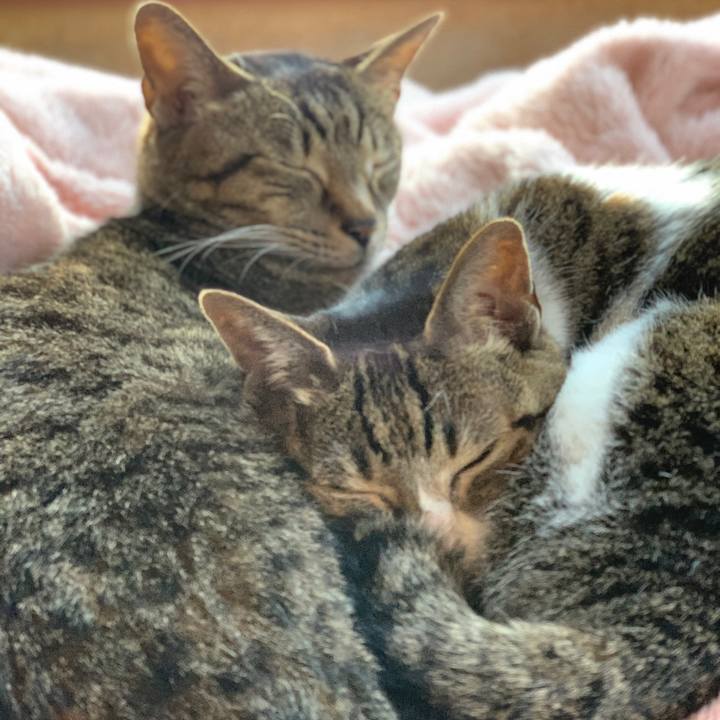 8f0b68b7 0ee2 4b11 a8a7 7e1f5549ddec 1586309253729