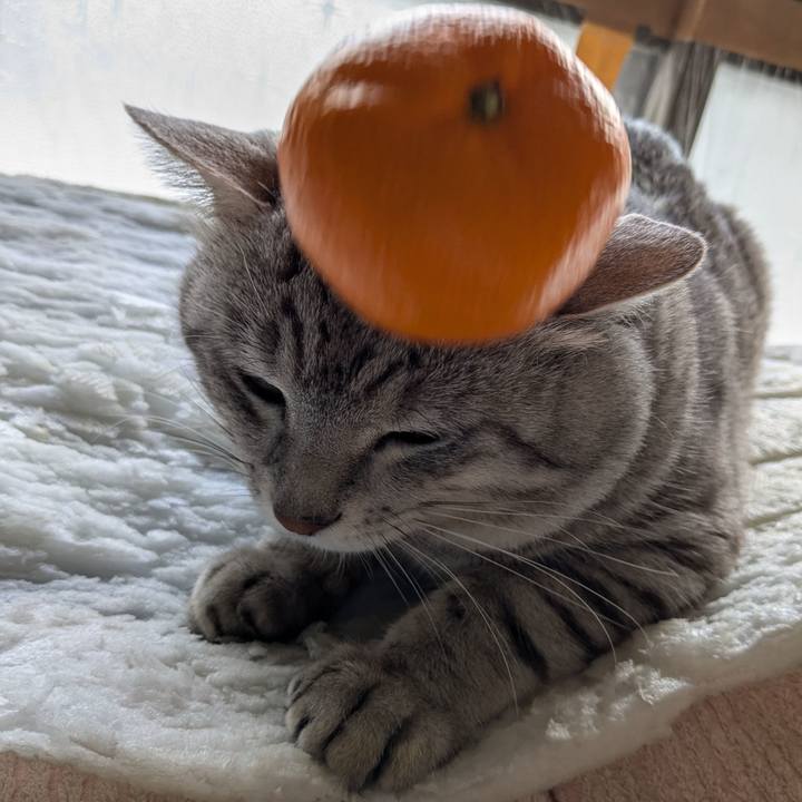 8f0c2cc7 bf70 4b55 a43e 977f67d48e16 1735702217512