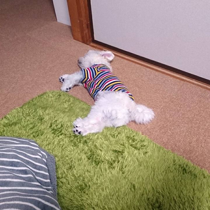 8f110832 63ed 4429 919b 892e78abba73 1519986021229