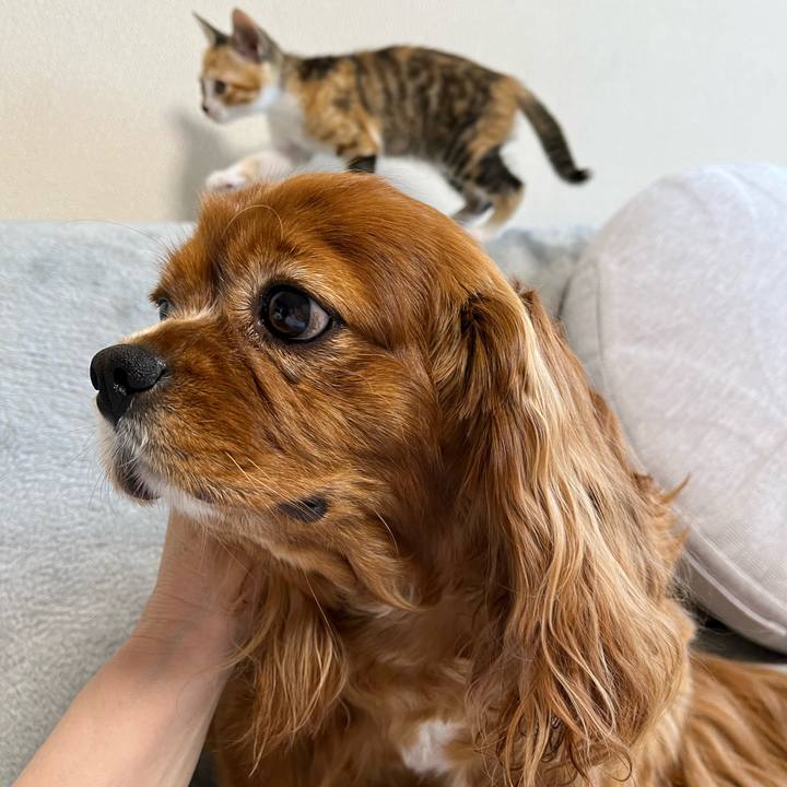 8f115312 ca9b 4f56 a904 45136f822acd 1651914220379