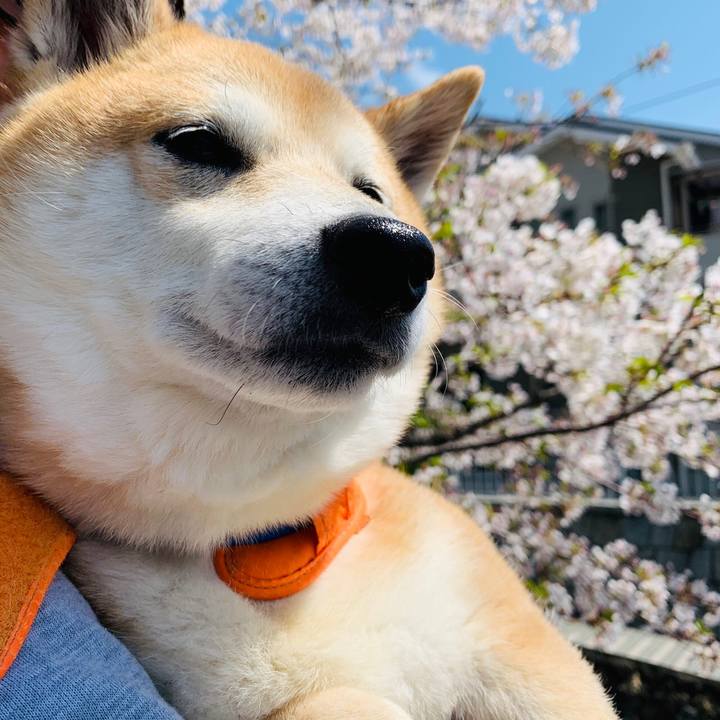 8f1370eb 9a36 4872 b269 ad8643e47623 1586176764453