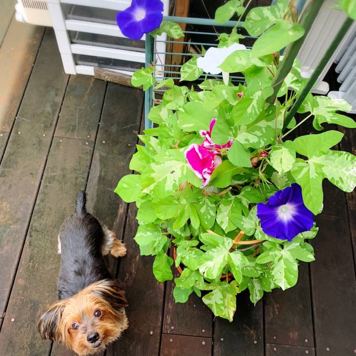 8f13b65e 1fe5 4a6a 96aa 7dc210937887 1595801269941