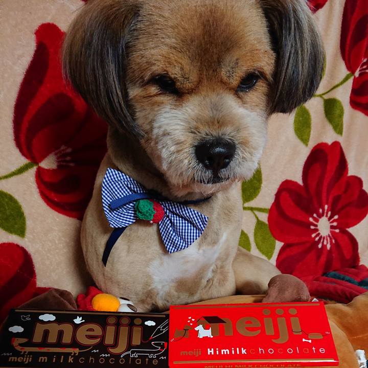 8f19338f c747 42e3 b39b 2524c9d96c42 1549526647430