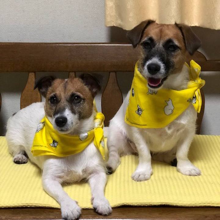 8f1a7d51 bc88 4e18 96f4 c4bdfb3ba11c 1534862498169