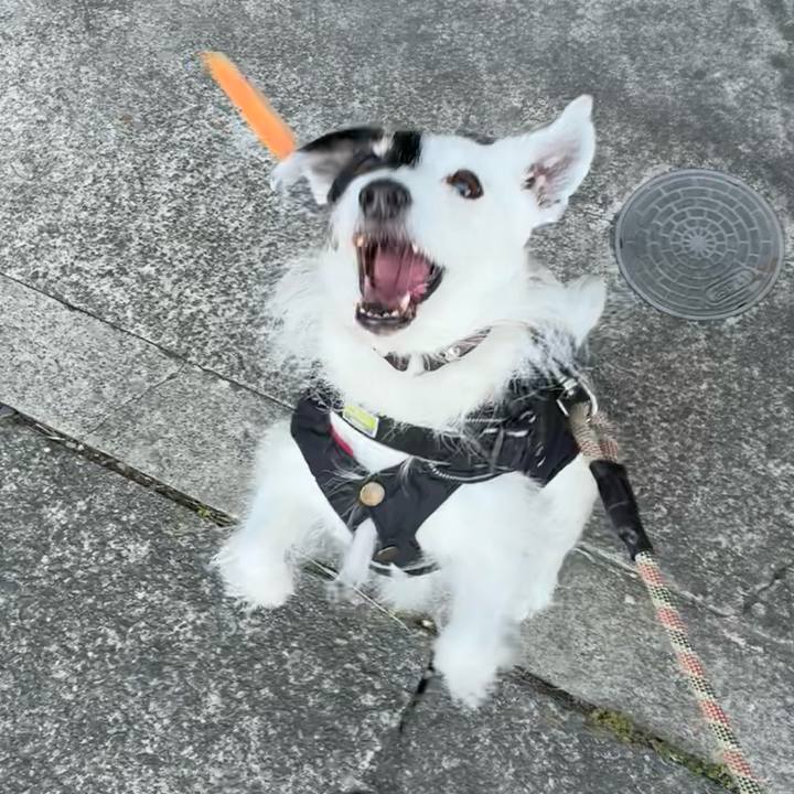 8f2763be 466c 4e09 a5c4 2a5a674246a1 1768433998474