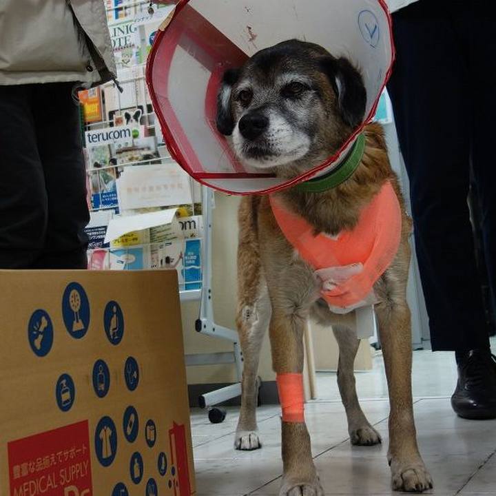 8f2888f7 7763 4336 8d74 78f7c63a9bfd 1515583937820