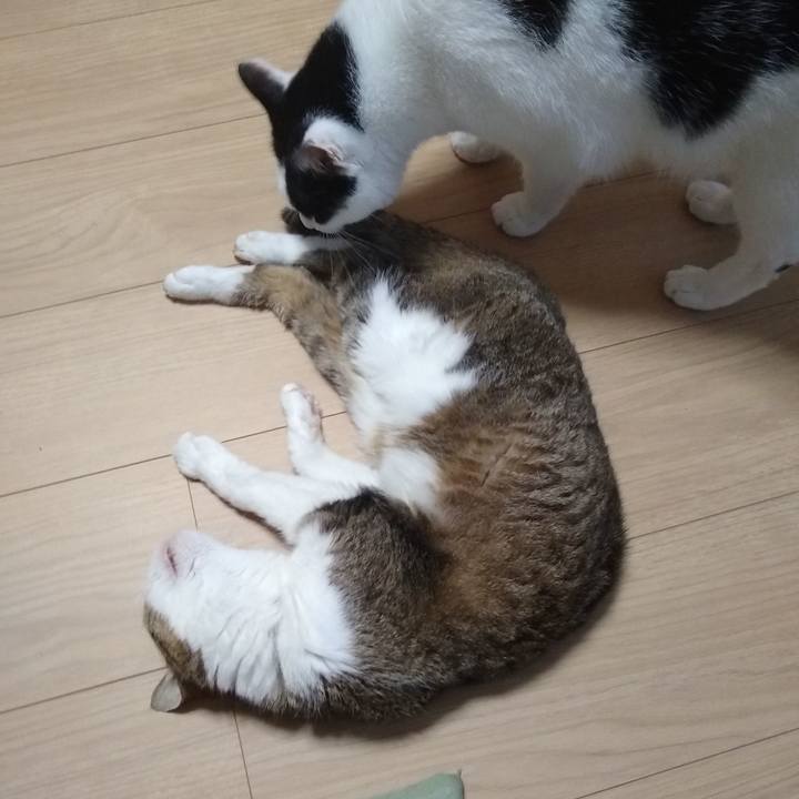 8f29af4f c400 41c6 a119 dd7b23f35bae 1560340949228