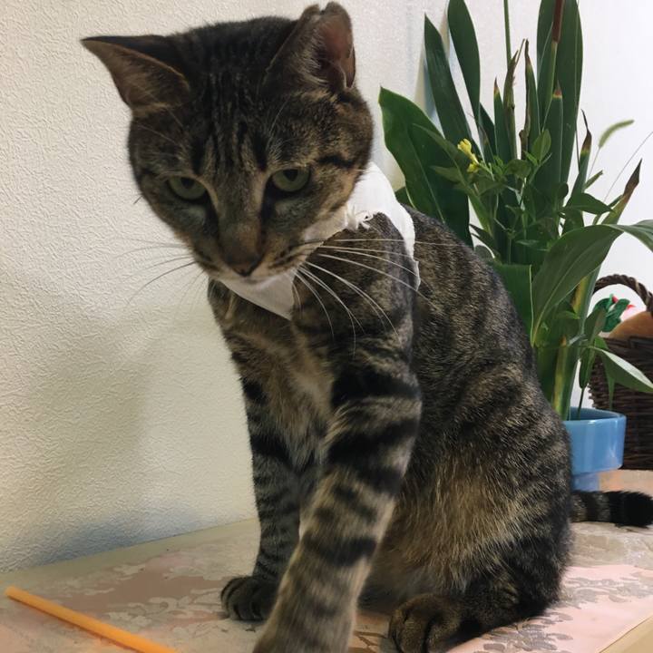 8f34e6d7 95f8 4100 9c08 85c5892b383d 1533265867386