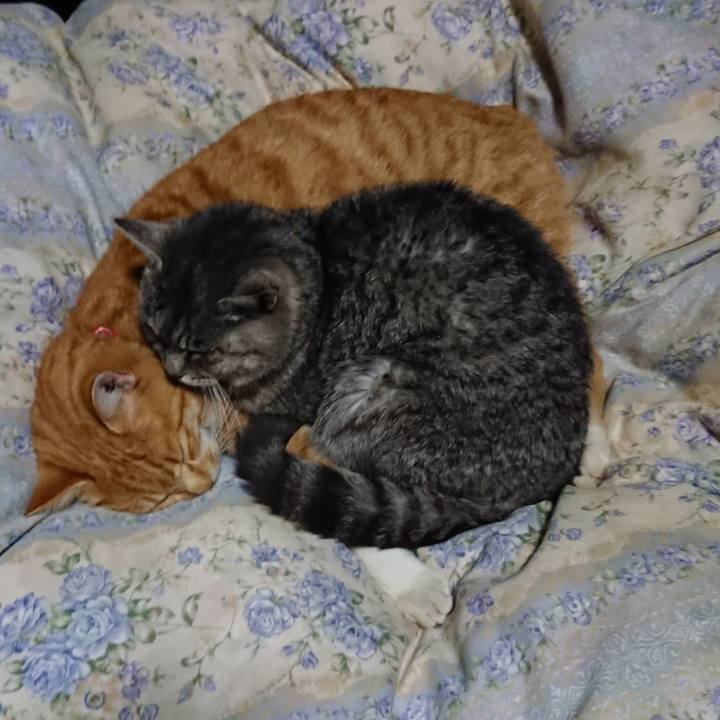 8f4417bb 0d6f 48c0 a1f9 083b65a82842 1576756091053