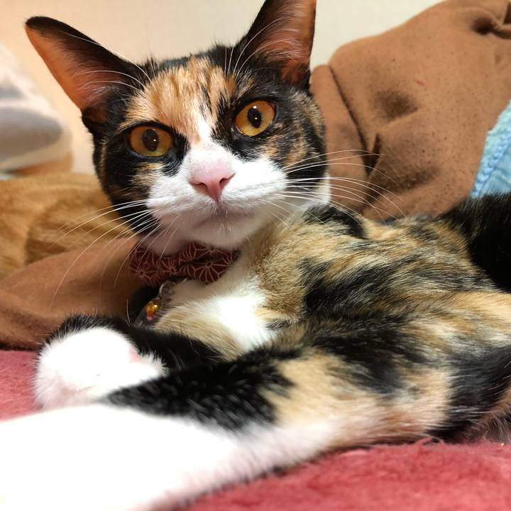 8f45222d c250 41f4 8f0e 0e02eed624e3 1554113586184