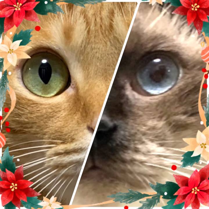 8f46c982 446c 4d10 acb0 7cbfe2be1156 1576841641025