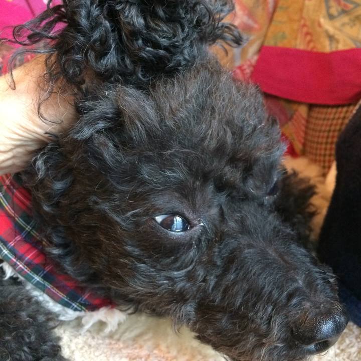 8f48c9b8 5dda 4edf b06e f9fc66aa5d26 1514442103925