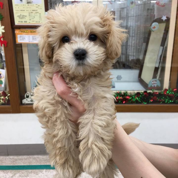 8f498c0c 1810 4afb 8410 fa0a247eb5eb 1619036240322