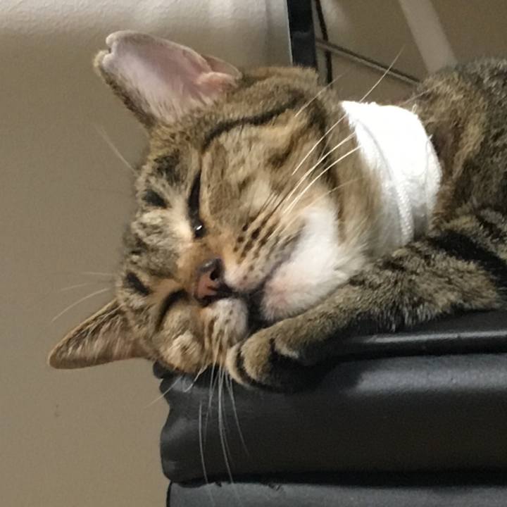 8f49e5e1 8279 4e9e 8586 eb8a2e5a1d41 1535875694979