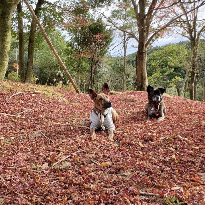 8f4decee 29ef 4db1 9079 218493f3e4c6 1574862048116