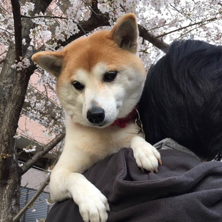 8f518075 e62f 4d61 a14f b392e05a99e2 1585294915268