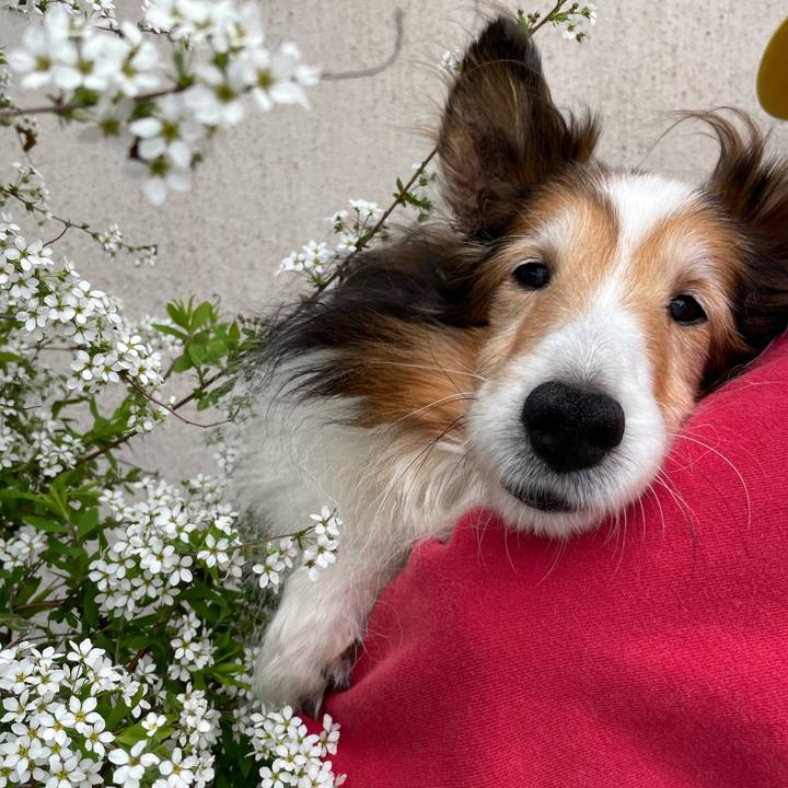 8f523945 b170 4156 b40e 6433a393889d 1620529990738