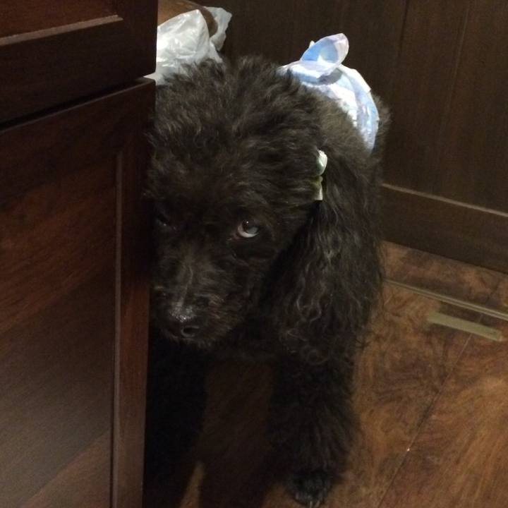 8f55239c ca4f 4965 b320 19cfb23077e7 1535360804108