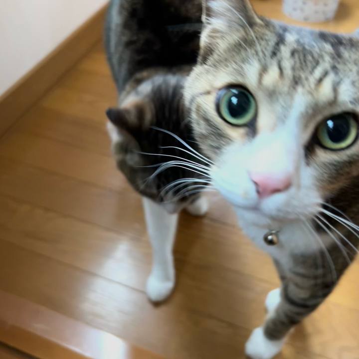 8f583711 b55a 4d4c afff f3a6984c1d4c 1746716323931