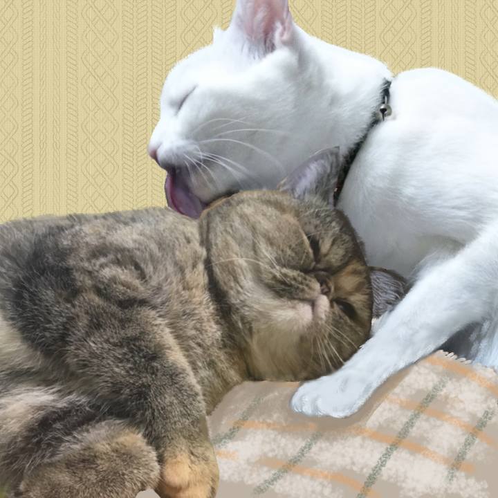 8f585e4d 85d8 461c bede fe1be1c30c0e 1663232270522