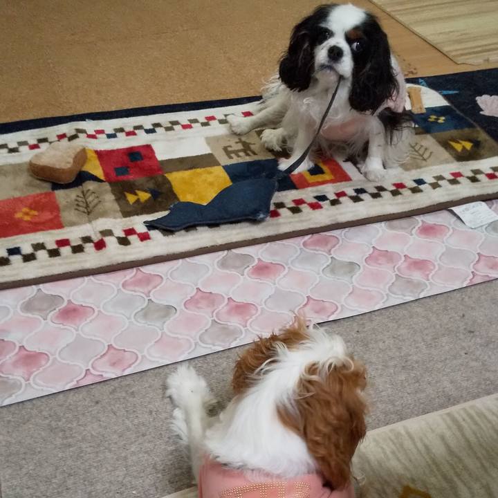 8f5dc196 1bef 4a15 ad90 8ce7d3be019d 1581824318839