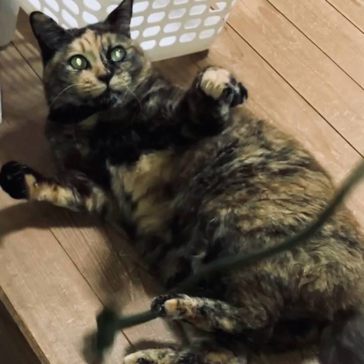 8f638a80 9526 4a08 99aa 0ebbf2517e4e 1734897608208