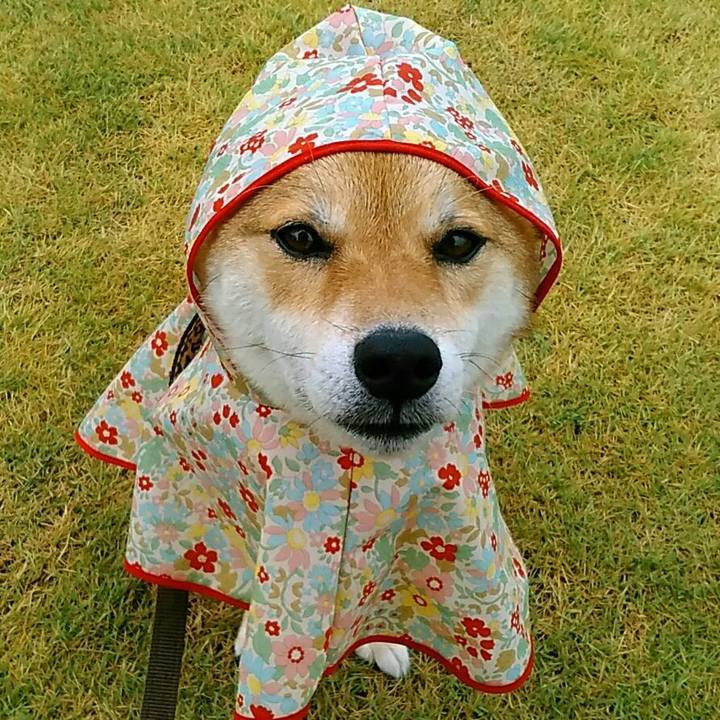 8f66d440 b707 47e4 b661 c089976eaf8b 1532734483083