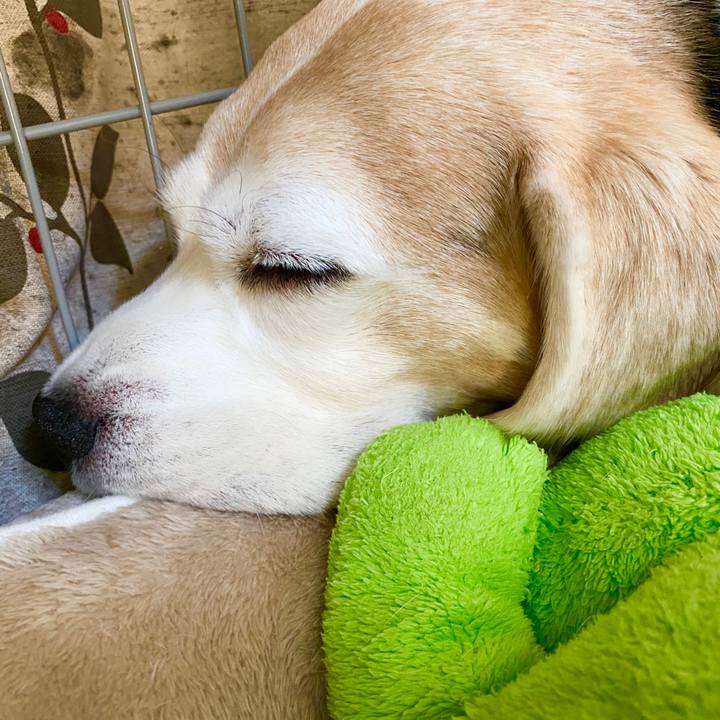 8f66f0da b077 49b7 a19d 38e11f46b2dc 1587881120455