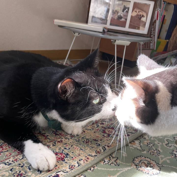 8f72c9fa fb93 4a67 92bb 9033897d0d90 1717627302349