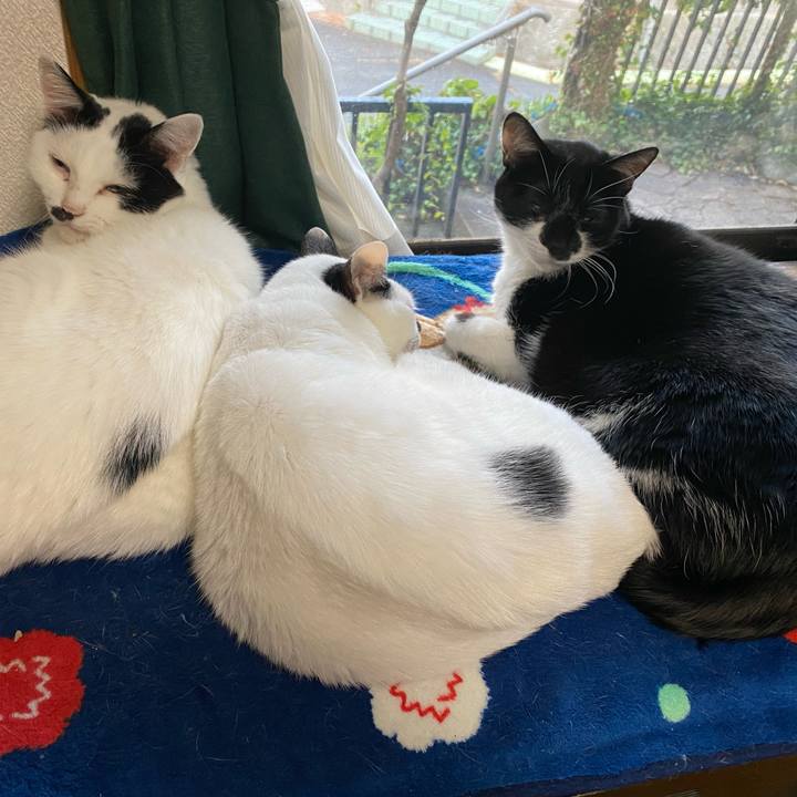 8f731a8a 75c4 498b 95eb 32a389f97b52 1698483063470