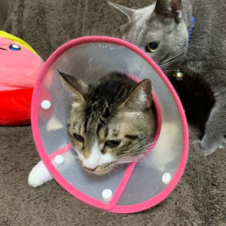 8f777442 33fa 4498 87c7 dd44c78f7c26 1577136066109