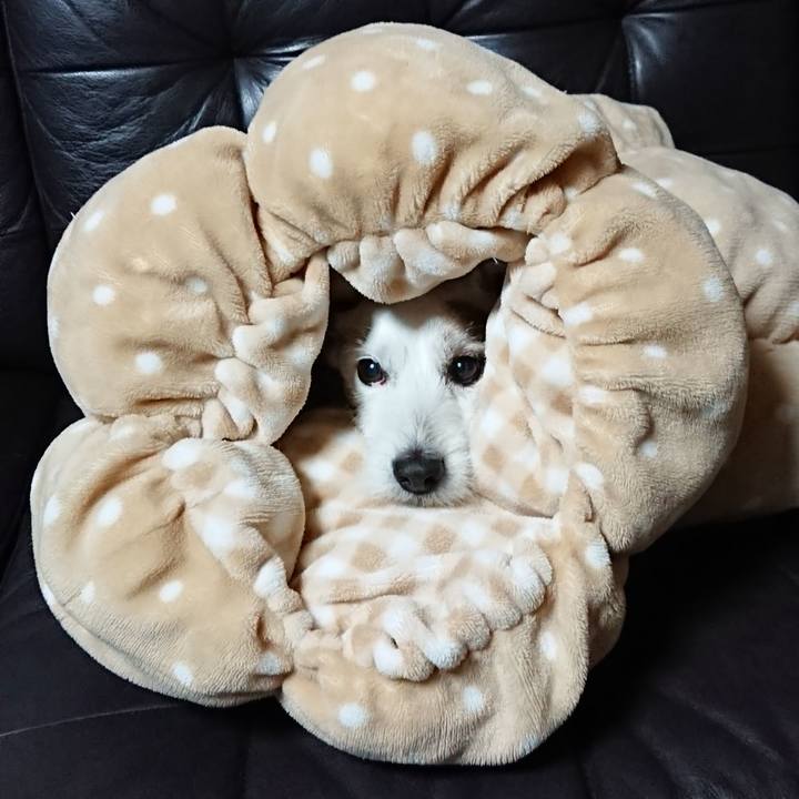 8f790ebe 9da0 4101 b5c4 de1aed47dbaf 1546902682719