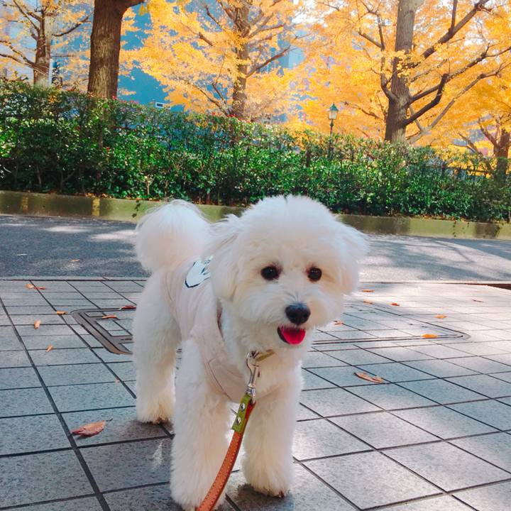 8f79c8b9 d00a 4bb7 8e0b 19a732d61a5f 1511924810717