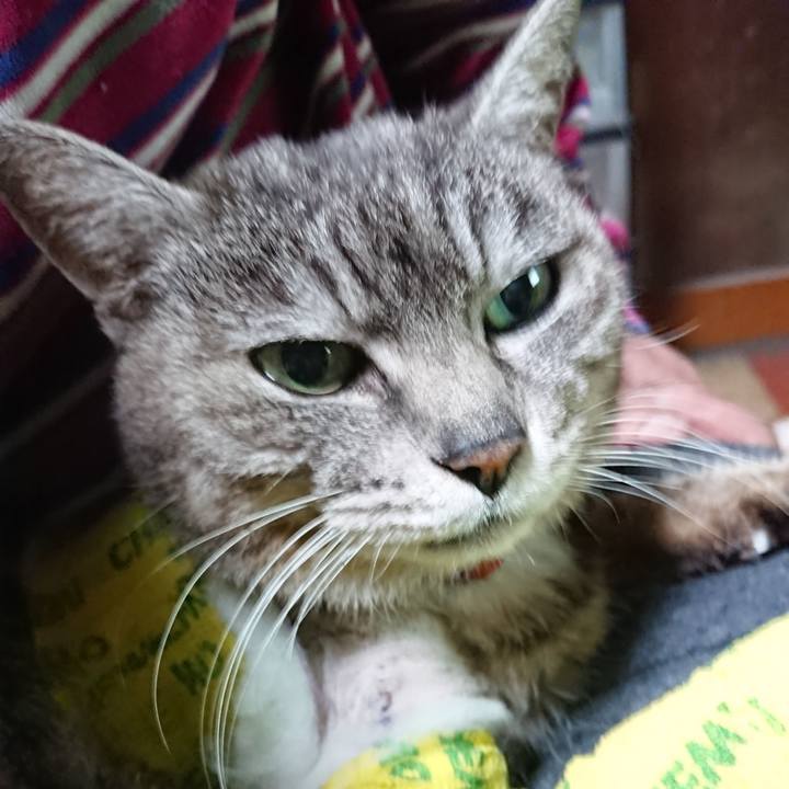 8f7b8811 c27a 41bc b4dc a79471db7026 1586516676578