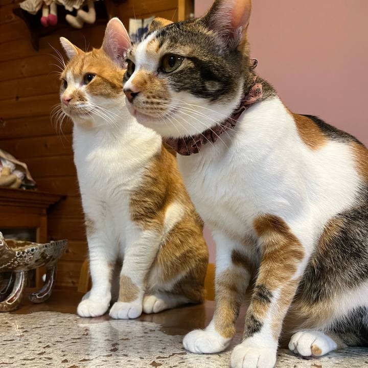 8f7c69db bba7 4ad6 86c4 1ed8672498ae 1676885038238