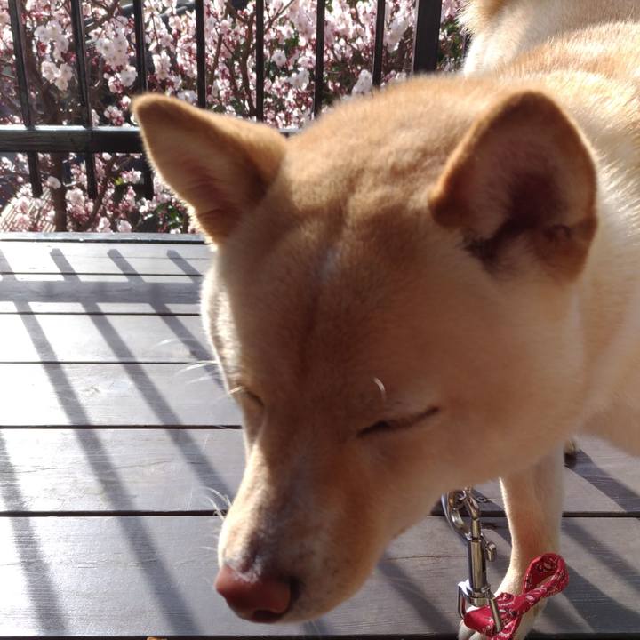 8f80098d 7736 460e 9625 7a4f4a067870 1520207802030