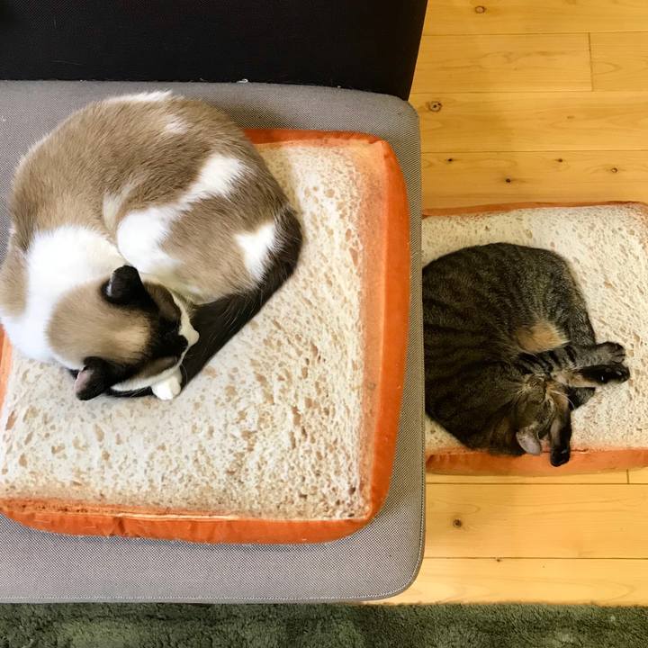 8f82047d 55e5 4f94 a33b 04c6721c8d37 1550063263872