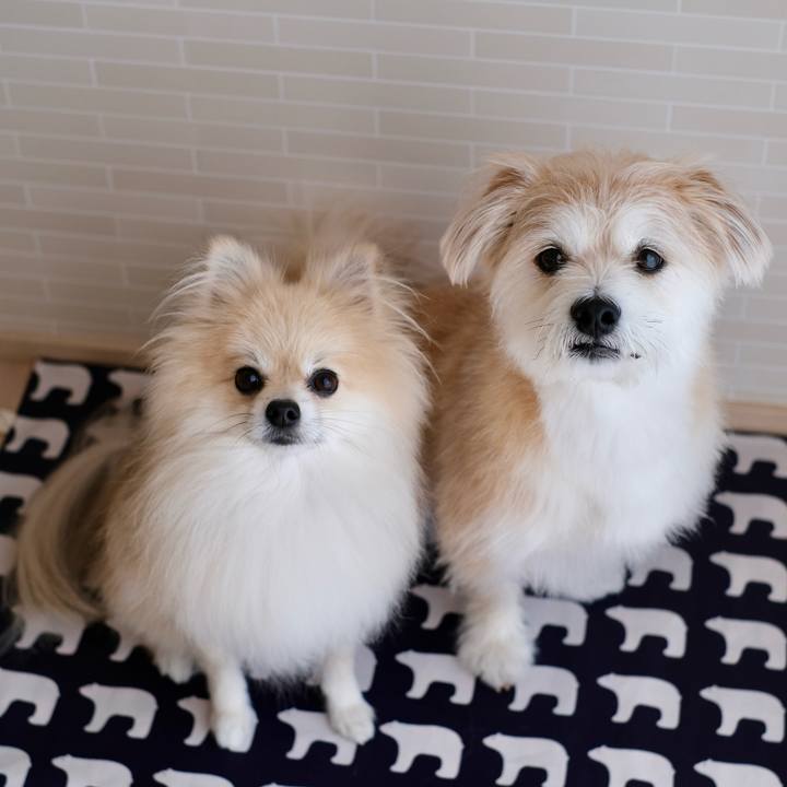 8f8408e6 6a22 4d0a b70c 40394038e09b 1758318307976