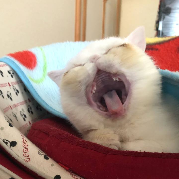 8f8683f6 bf72 444e b226 fe05913898cf 1552116649928