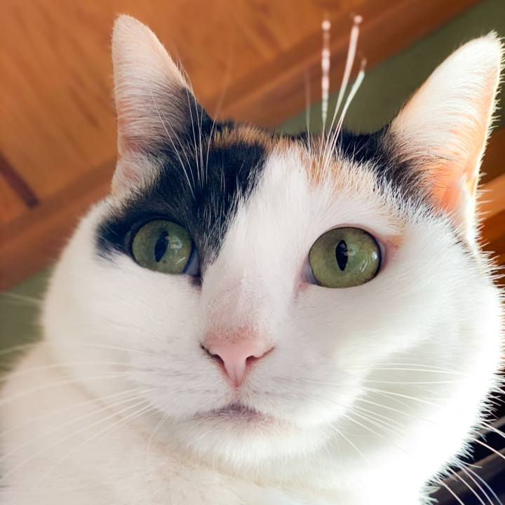 8f880e5a 0975 4d5a aae7 5bfdc2319ea1 1585621237463