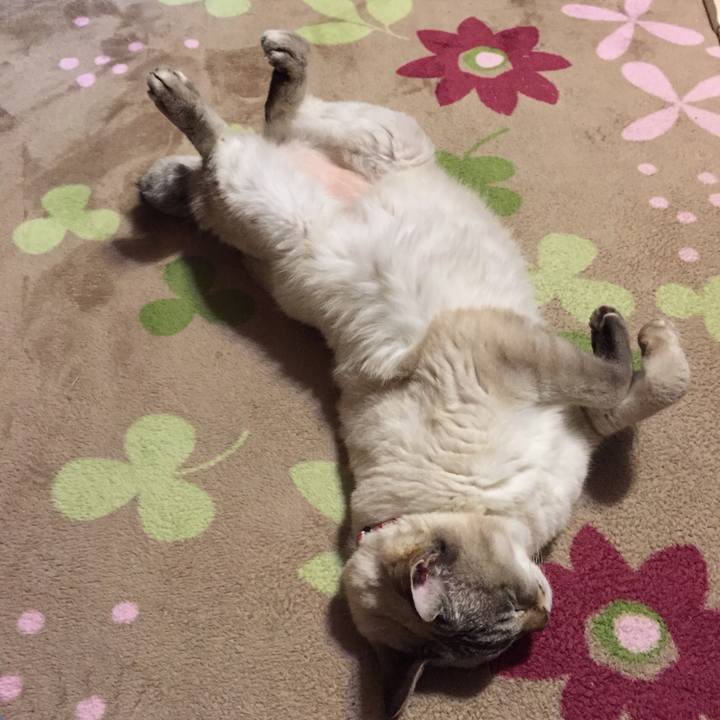 8f896682 f1b8 49b6 a57e 7b2ca9670da0 1543748572965