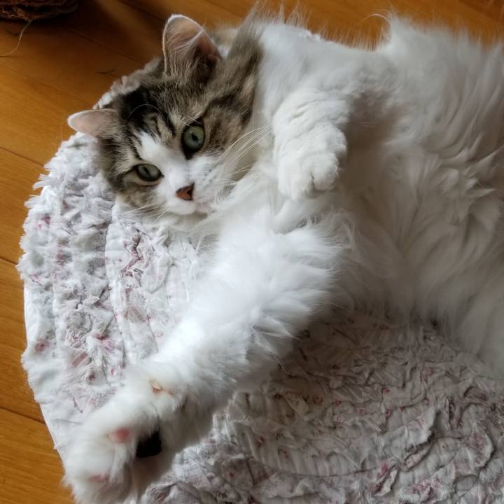 8f8a54b4 60b3 463b 8027 3da9f73f8fdc 1533103510517