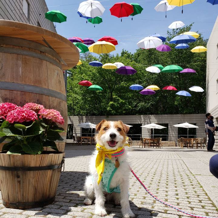 8f8b4160 72bc 4819 ae9a 6bbf0a9fc2fb 1559353930928