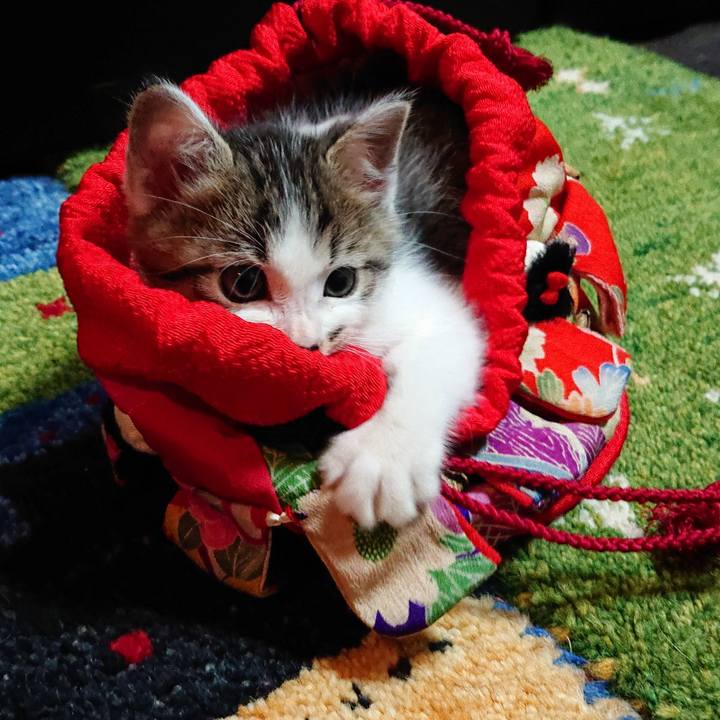 8f8ee3a3 8444 4533 bfcf 4ebc437998cf 1538956436848